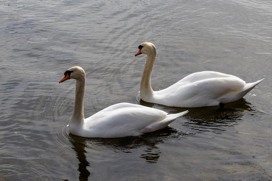 Bird Swan Waters