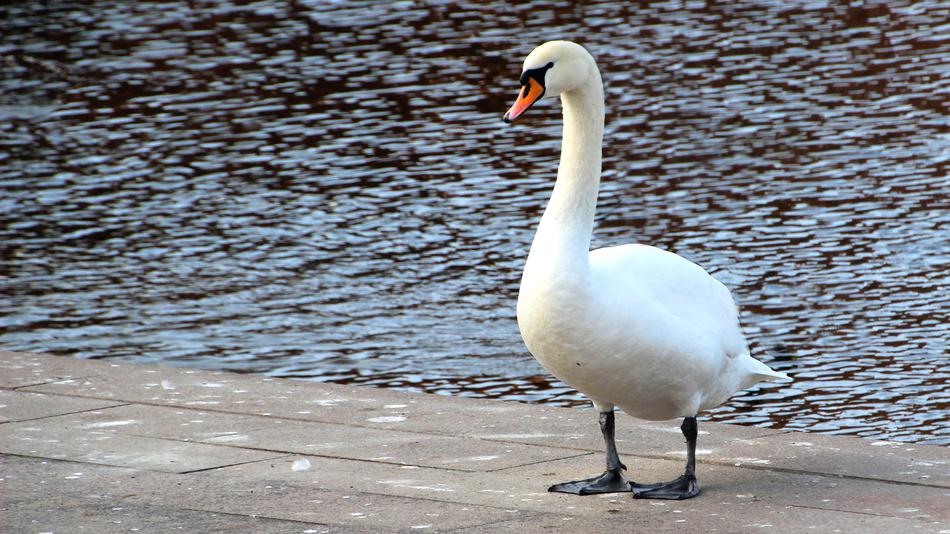 cute white swan by the lake