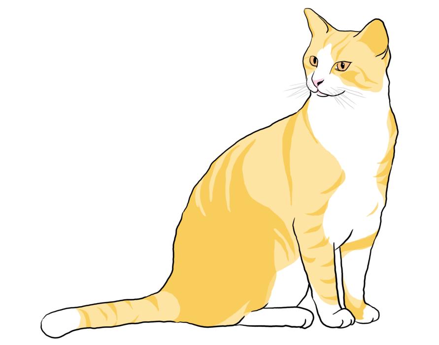 cat kitten kitty animal pet