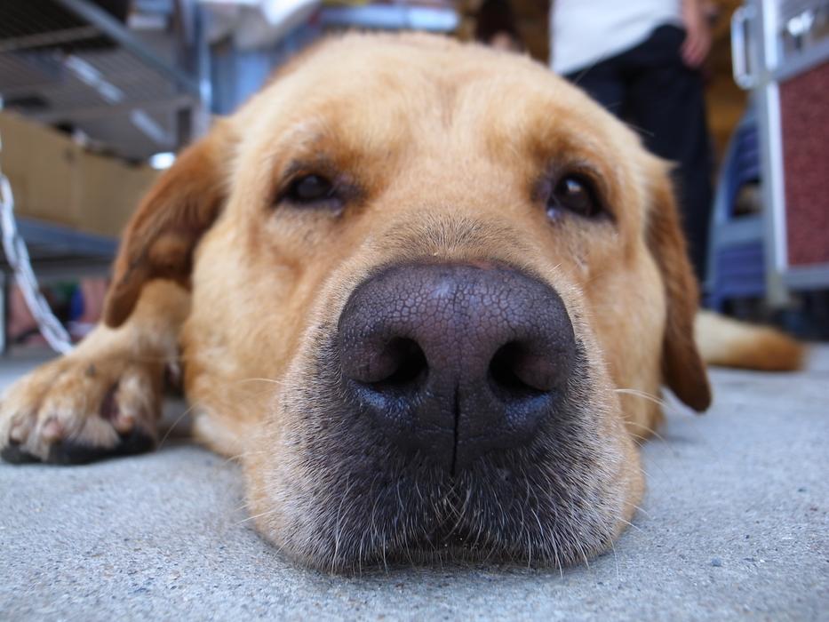 Dog Pets Animal