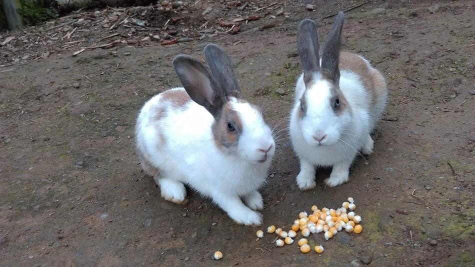 Rabbit Cute Bunny