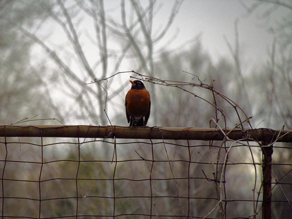 brown bird on a foggy background