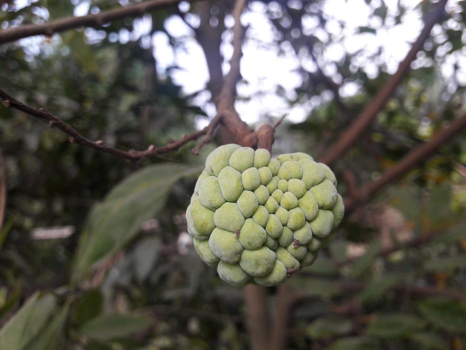 sweet green delicious fruit on a branch
