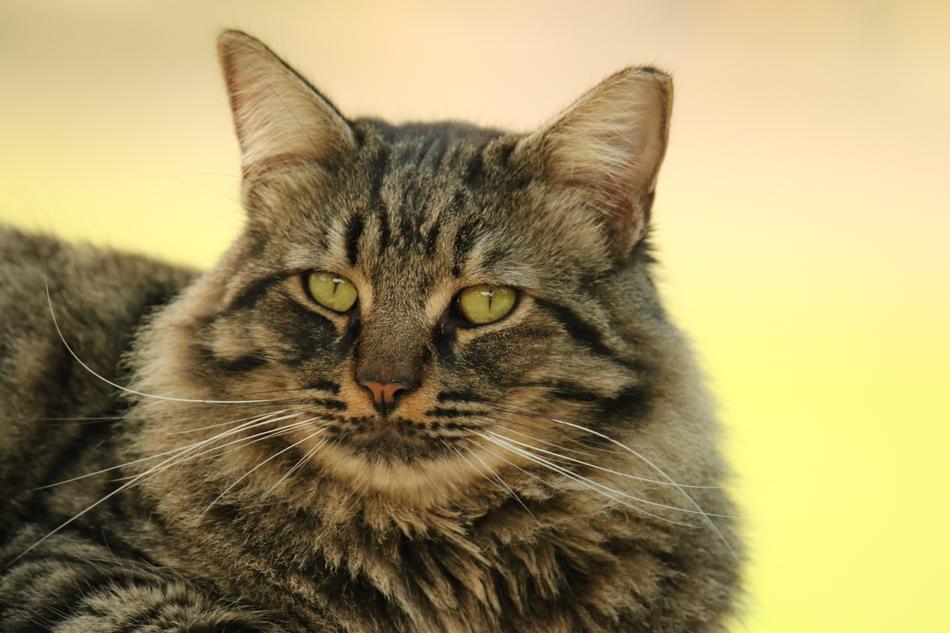 sullen lying cat