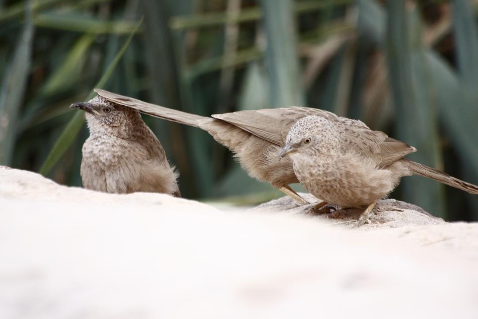 Bird Nature Wildlife