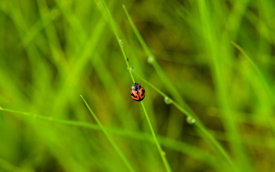 Insect Grass Nature