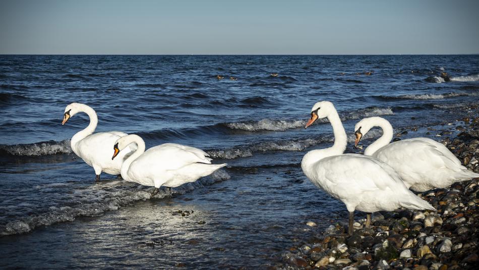 white swans on the shore of a pond