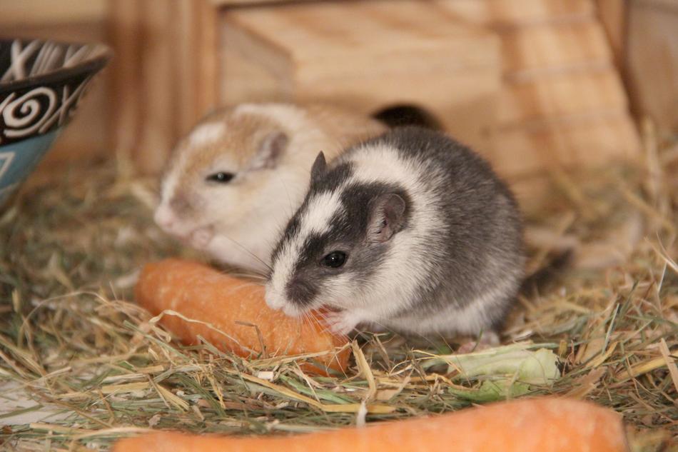 Racing Mouse Pet Nager