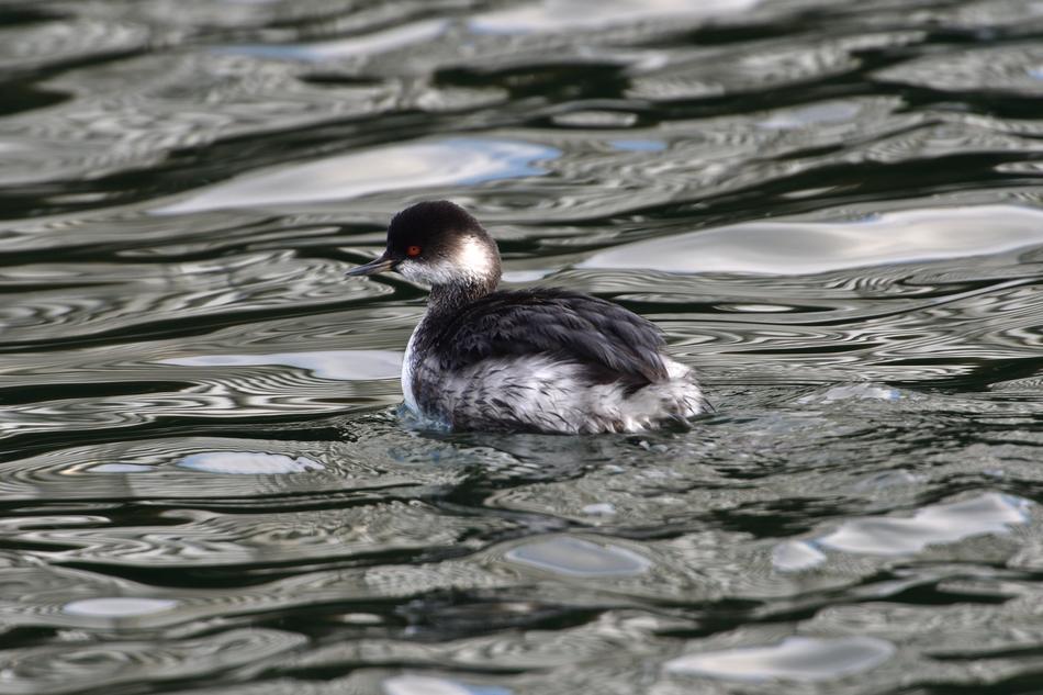 Bird Natural Waters