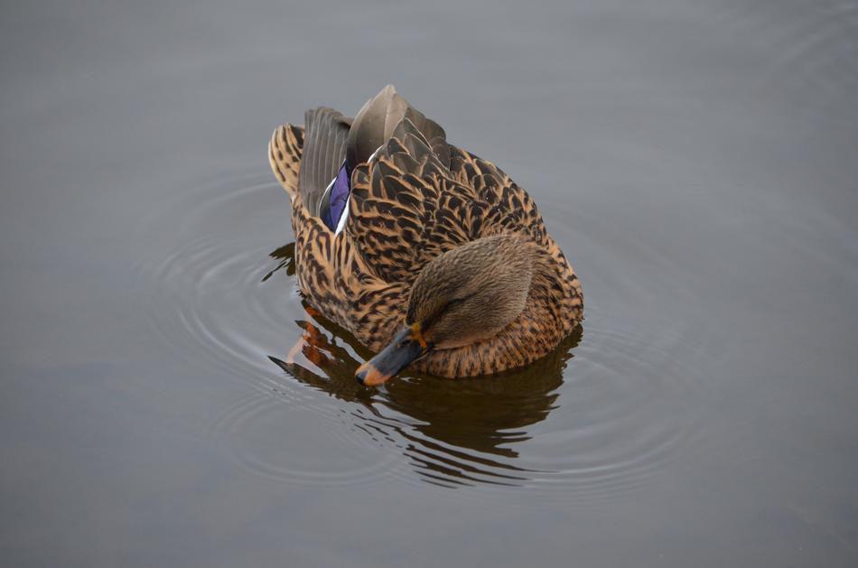 Duck Female Water