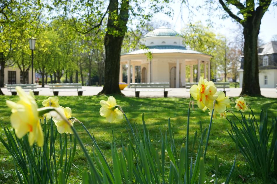 yellow flowers garden