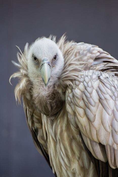 Bird Feather Animal World Of
