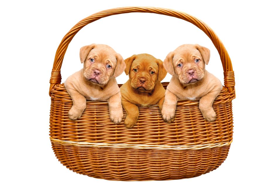Animals Dogs Puppies
