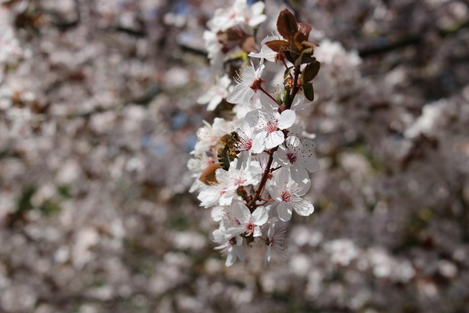 Flora Tree Season