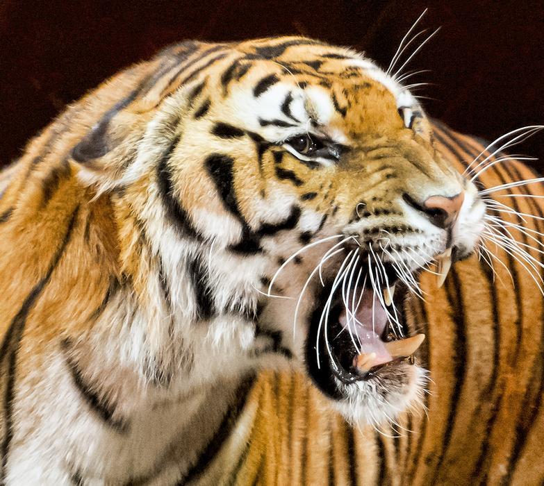 Tiger Animal Cat