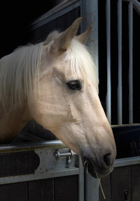 Horse Head Portrait