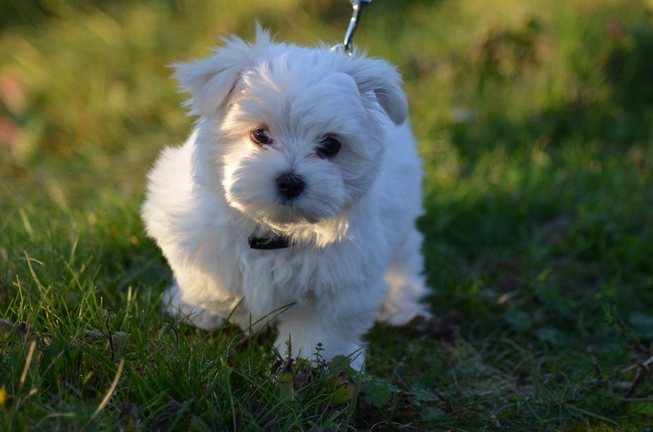 Dog White Mammal