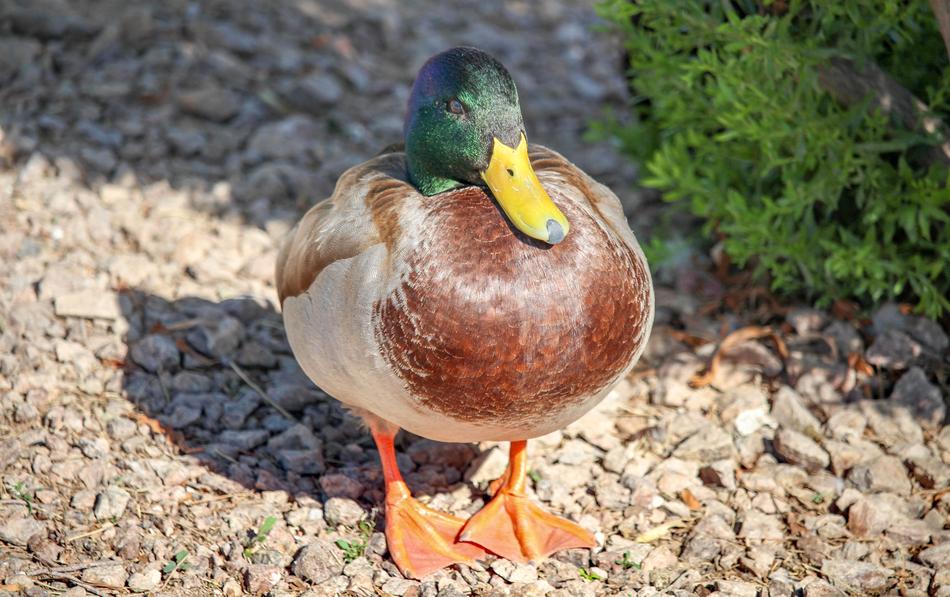 Bird Nature Animal