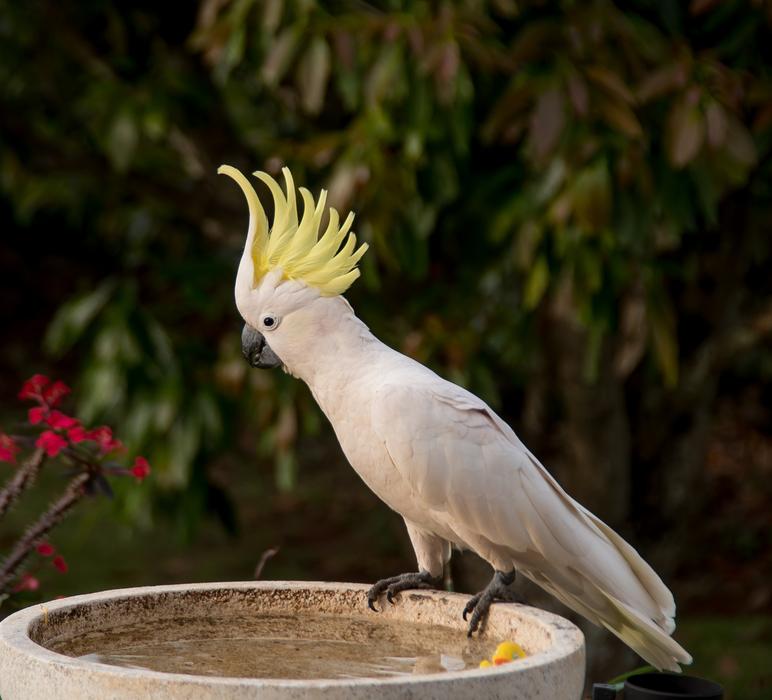 white parrot with a yellow crest