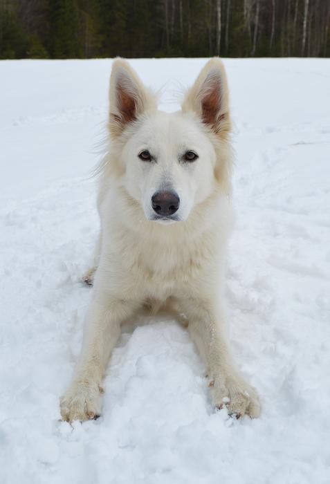 Dog Canine Winter