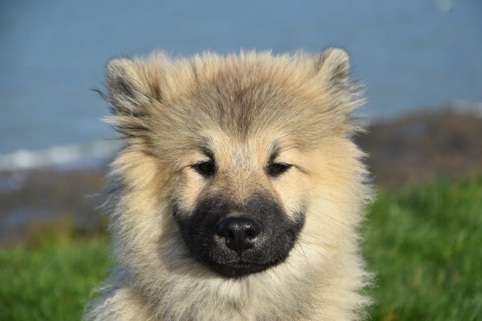 Dog Pup Puppy Olaf Blue