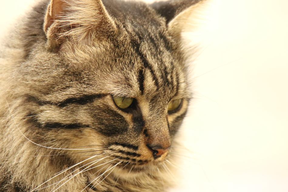 Cat Close Up Portrait