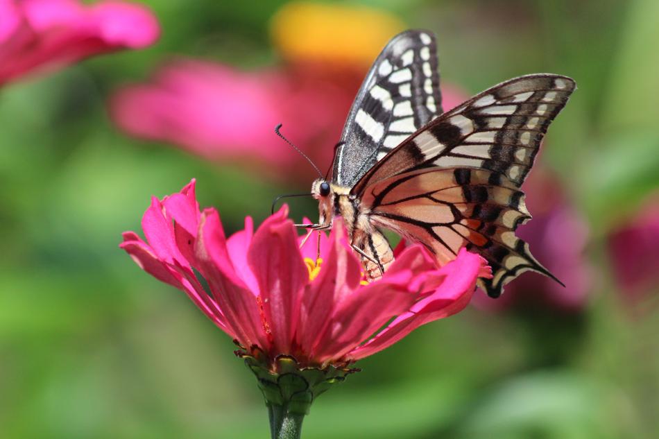 Butterfly Swallowtail Insect