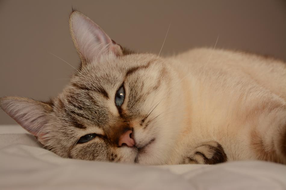 Cat Animal Eyes