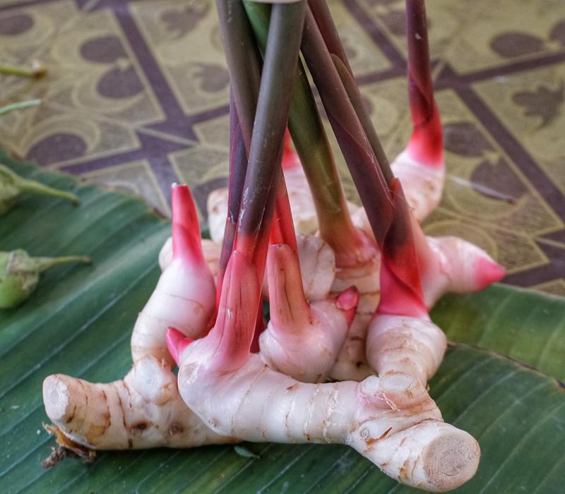 red vegetable roots