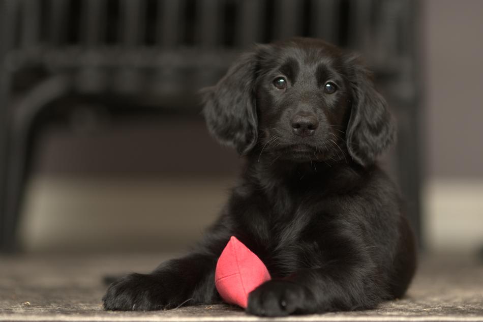 Flatcoated Retriever Dog