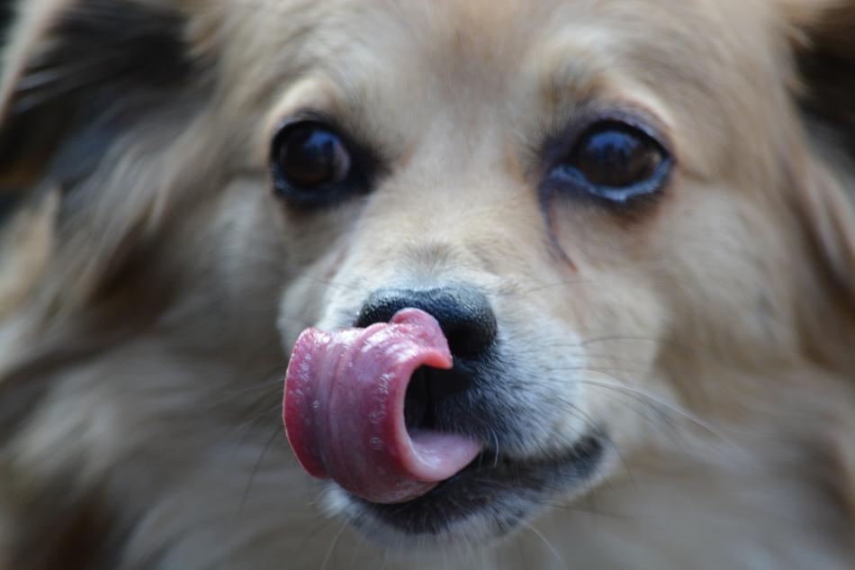 Dog Mammal