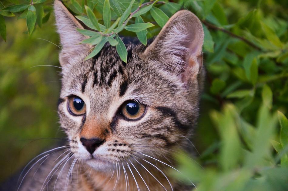 Cat Kitten Nature