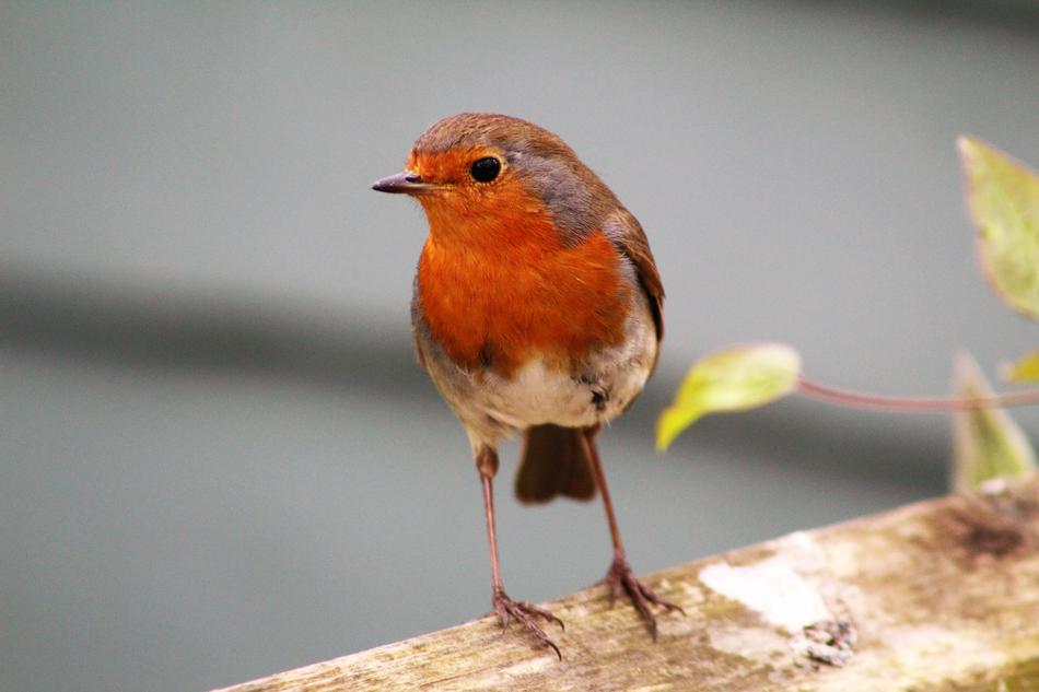 Bird Wildlife Nature