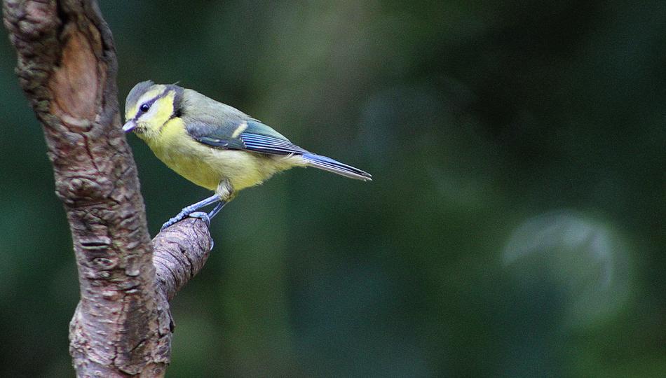 plumage unusual bird