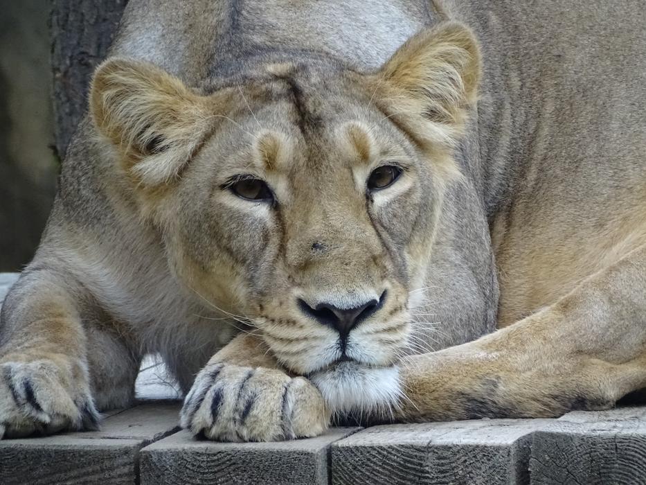 lioness in the zoo