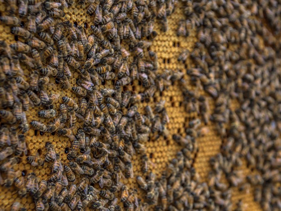 Beehive Bee Honeycomb