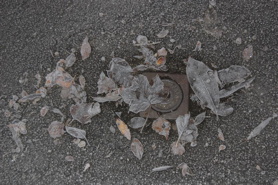 Frozen leaves on the road