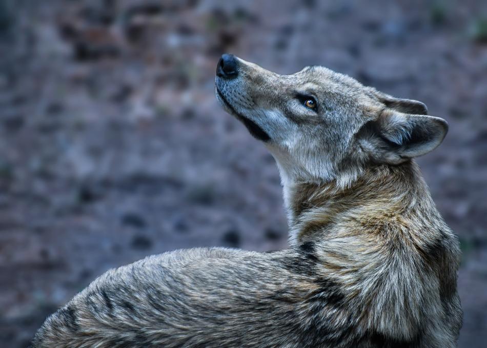 Wild Wolf Animal portrait
