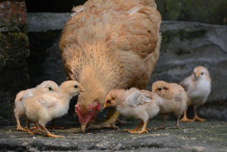 hen and her chicks eating
