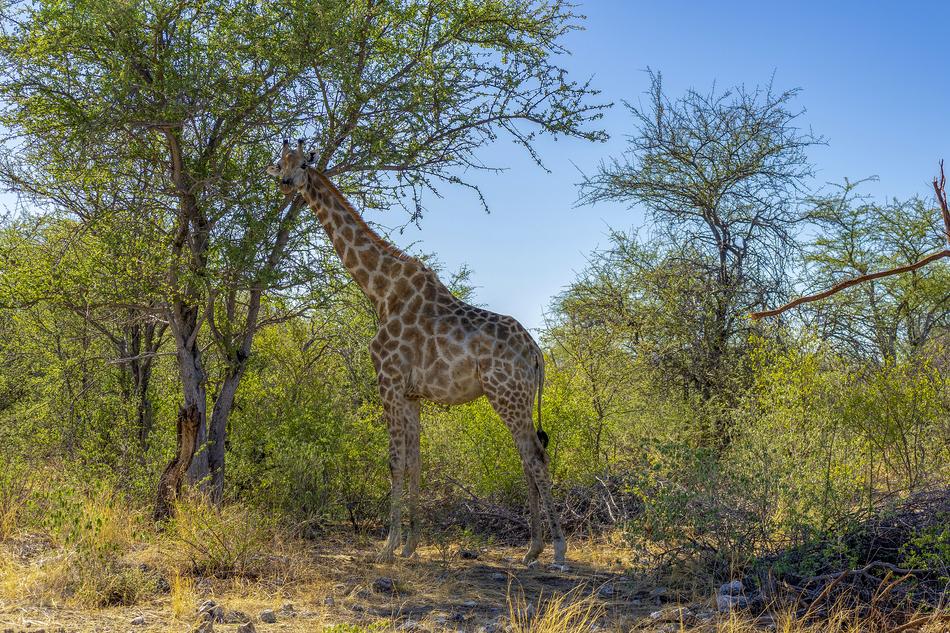 Animal World Africa Safari
