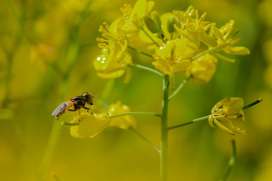 a little bee on yellow flowers