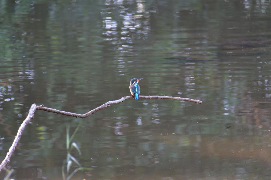 Waters Pond Reflection
