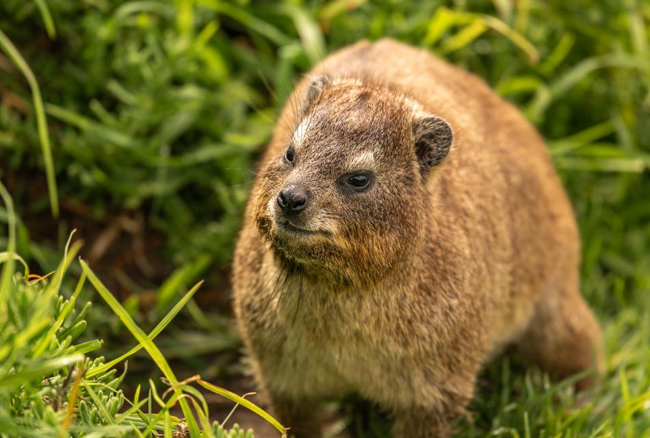 Hyrax Animal Africa South