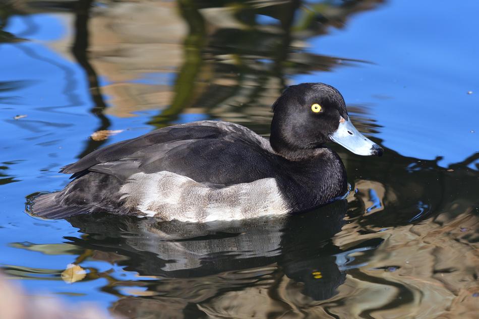 Bird Pond Waters