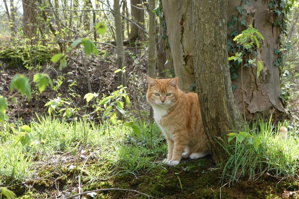 Cat Garden Pet