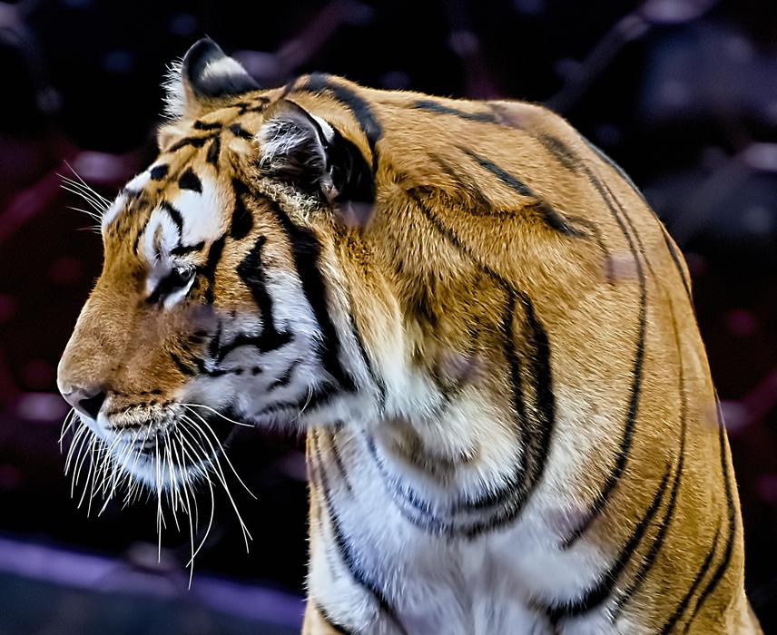 Tiger Animal Cat