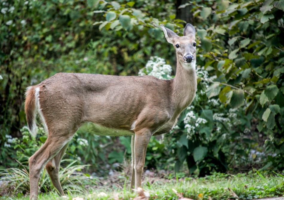 Mammal Deer Wildlife