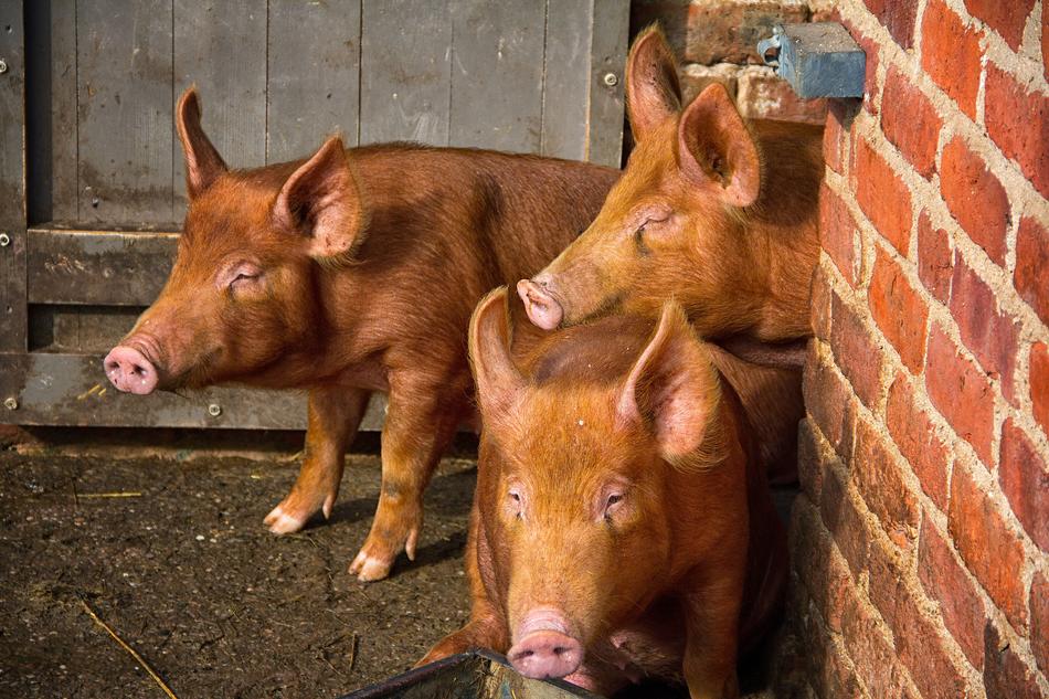 Pig Tamworth Three