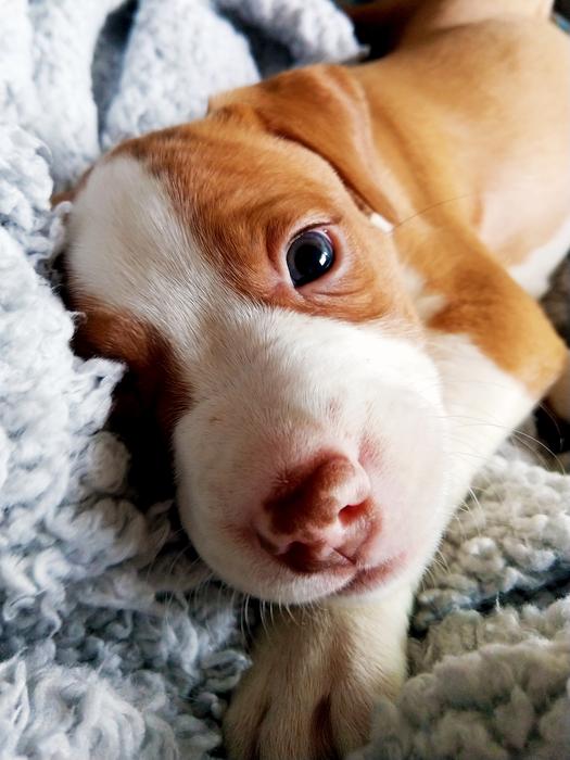 Puppy Pitt Bull Border Collie