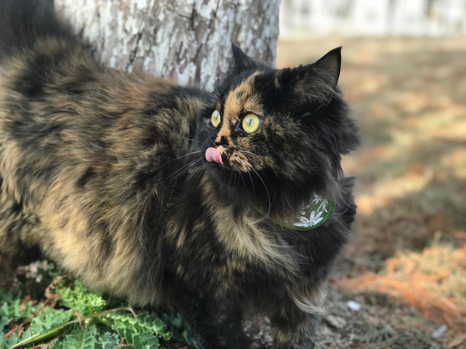 Fluffy cat licks his nose